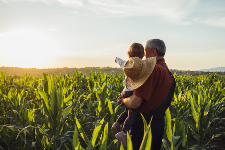 Grandfather holding his grandson, standing in a corn maze.