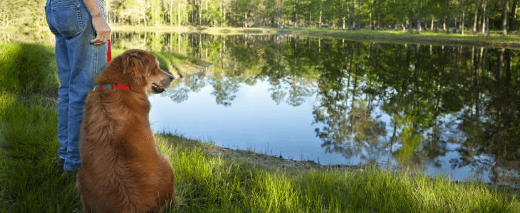 man with his dog by a lake thinking about contacting a pet trust lawyer